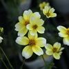 ウィンターコスモス（ビデンス）の通販はこちら！！ 花言葉は？花が終わったら伸びすぎで開花時期は？切り戻しで冬越しの種類は宿根草だから？