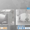 第1150話　模擬原爆こと「パンプキン爆弾」