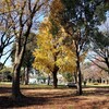 【葛飾区】紅葉の水元公園をのんびり散歩