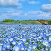 春の花とイベント満載！海の中道フラワーピクニック2024