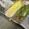 マイナス3度の中、激安野菜を求めて。