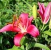 夏の花木、「ムクゲ（木槿）」も咲いて…。