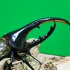 カブトムシは本当に夜行性？最新研究で分かった真実