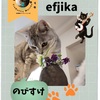 TreGattiy Marche vol.3 efjikaさんの愛猫さん