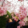 雨上がりの花見と、皮膚科・小児科ダブル受診の休日。