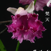 今日の花（2010.2.21）
