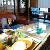 犬可店　狛江 ジ サッカ カフェ / アメリカン・グラフィティ