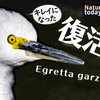 1214【出血怪我コサギが復活変顔】青い宝石カワセミ、カラスの顔アップ。カルガモの小競り合いやセキレイの捕食、カイツブリにオオバン【 #今日撮り野鳥動画まとめ 】 #身近な生き物語