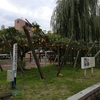 梨の木（鳥取駅前）
