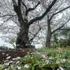 雨桜