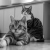 猫の日