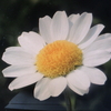 本日の誕生花「寒白菊」NorthPaul