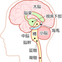 脳の階層構造的発生成長成熟