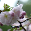 それなのに、夜が明ければ、雨にたたられ、雨桜。