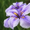 梅雨に咲く花