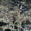 桜＆温泉_吉川・幸手
