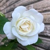 ＊純白のバラ アイスバーグ＆白い花♪＊