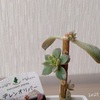 今日の多肉事…　脇芽がポコポコ