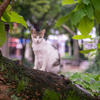 近隣繁華街のねこさん