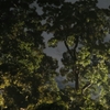 雨上がりに夜の森へ