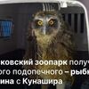国後島の絶滅危惧種「シマフクロウ」がモスクワ動物園へ