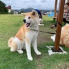 きりたんぽとハチ公のふるさと　秋田犬のまち　大館【駅チカ観光】