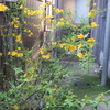 山吹　満開に・・・