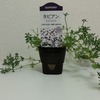 雪に埋もれてどうなった？　タピアン