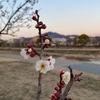 白梅のむこうの夕暮れ
