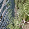 葉牡丹の種さや確認：種まき245日目／8ヶ月と2日目