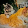 【445日目】【悲報】子猫、行方不明