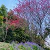 お寺の桜