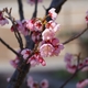 金沢城公園「椿寒桜」