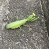 カマキリと出会う季節