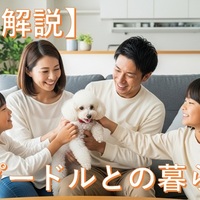 トイプードルの飼い方【完全ガイド！】しつけから散歩、注意点まで