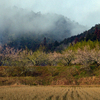 山峡梅林