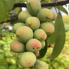 異形の袋果