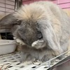 コロコロの音で眠りにつく飼い主