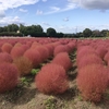 和泉リサイクル環境公園でコスモスと赤コキアを見学（大阪府）（10/20）