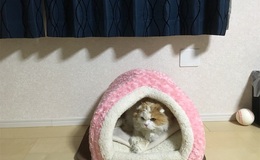 記事を見る