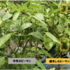 家庭菜園　越冬ピーマン05【雨に濡れながら収穫】