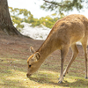 桜満開の奈良公園へバイクツーリング。桜と鹿のツーショットは難しい。