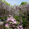  曼陀羅寺公園の藤