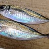 真アジ（平アジ）・ホタルイカ　など