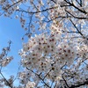 桜満開、水筒持って公園へ散歩