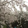 西部公園の枝垂れ桜