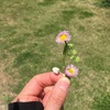 息子(3歳)からの花束(？)のプレゼント