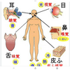 鼻と皮膚は、魂感覚器官だから過敏。