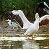 ペリカン飛来、日没までのんびり／秋田市豊岩