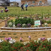 神原町花の会(花美原会)(378)    新年度第１回花協同活動による花畑の環境整備
